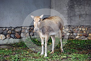 David`s deer, or Mila Latin Elaphurus davidianus Ã¢â¬â a rare species of a deer. photo